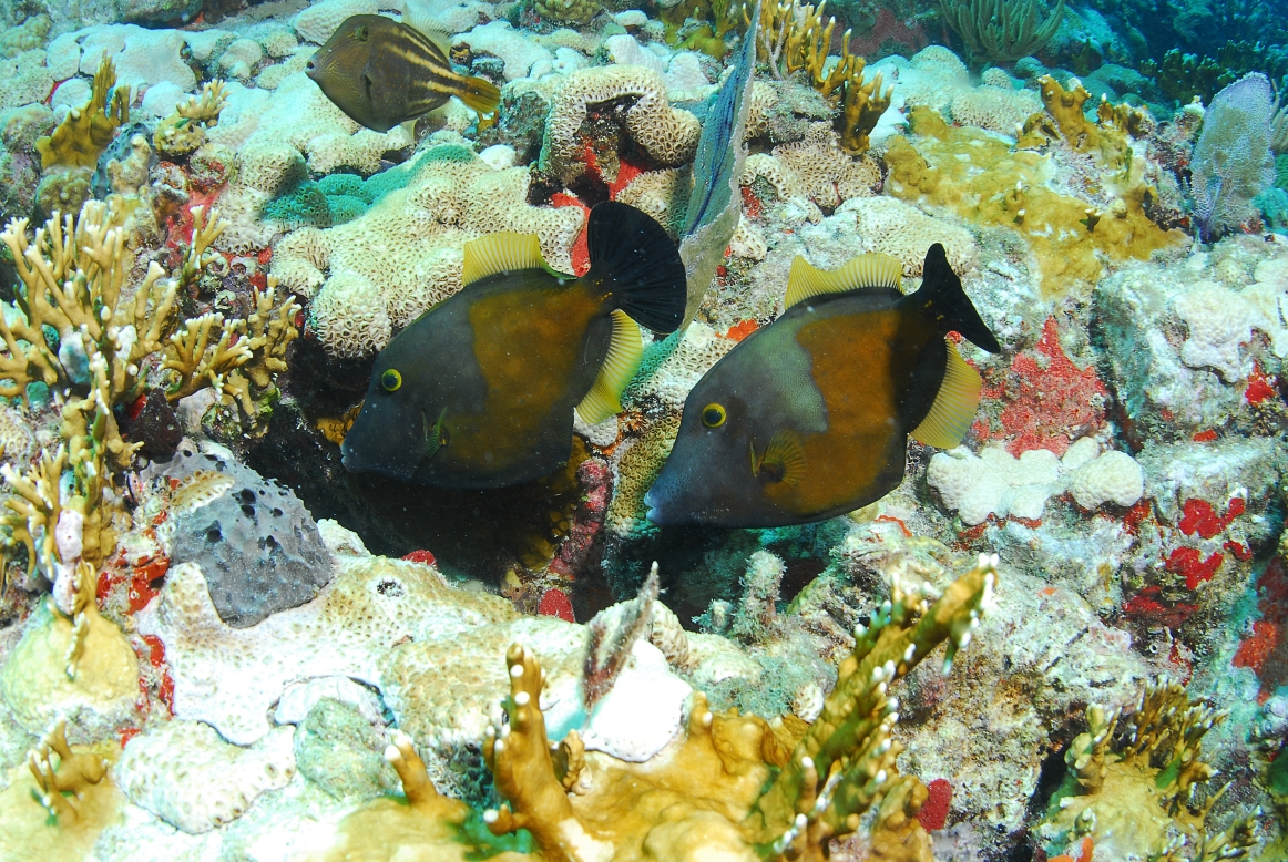 42255572ff76594b1Aquarium LR2.jpg